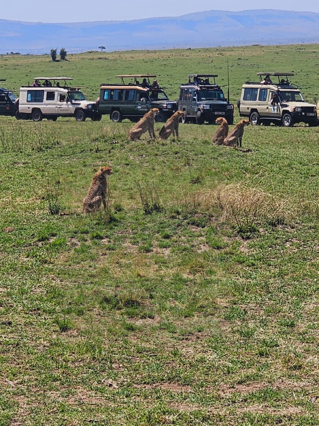 Cheetahs in the grass during a Kenya safari