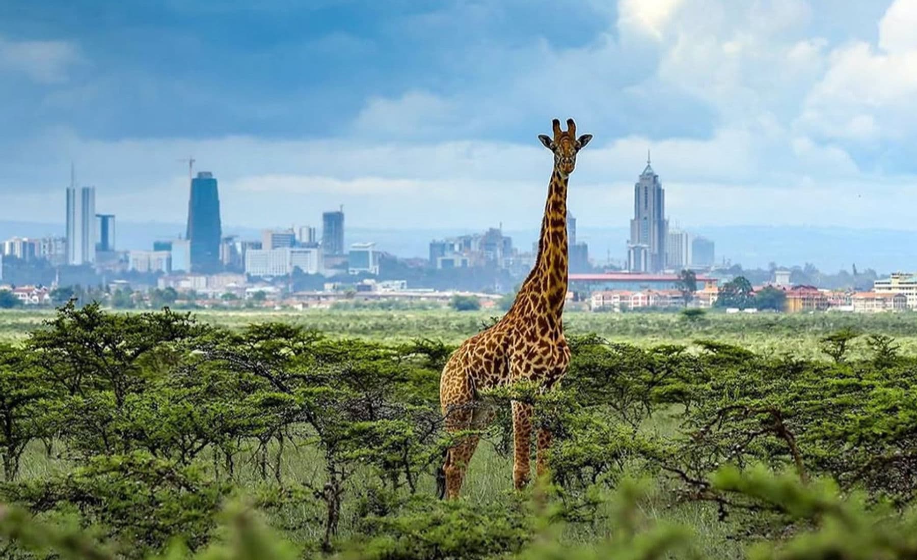 A giraffe in Nairobi National Park with the city skyline beyond